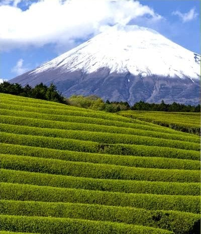 Mt.Fuji